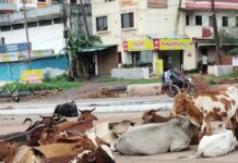मिऱ्या-नागपूर महामार्गावर उनाड गुरांचा मुक्त वावर; वाहनचालकांचा जीव धोक्यात